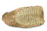 Fossil Woolly Mammoth Upper Molar - Siberia #292766-1